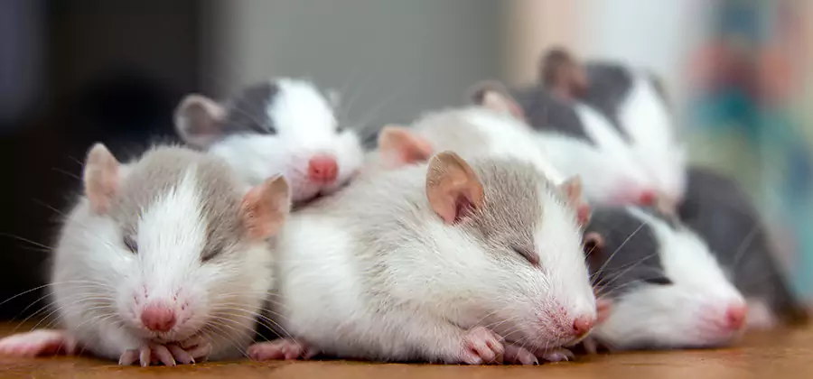 Dallas Pet Safe Mice Control