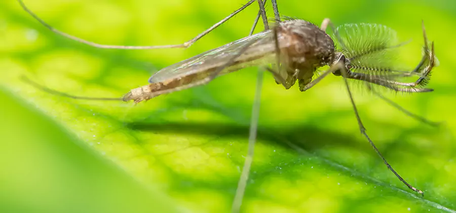 Herbal Mosquito Repellent Treatment in Dallas