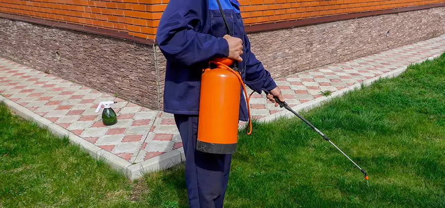 Non Toxic Termite Treatment in Dallas