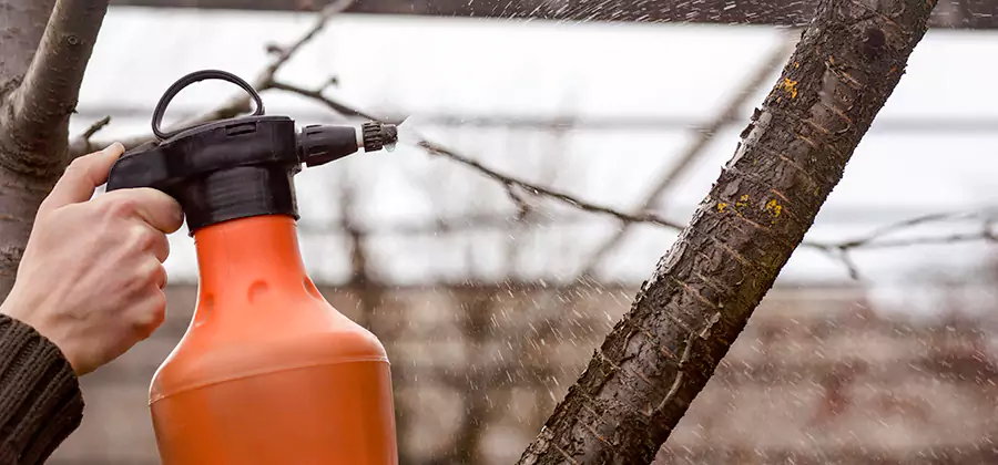 Orange Oil Structural Cavity Treatment in Dallas