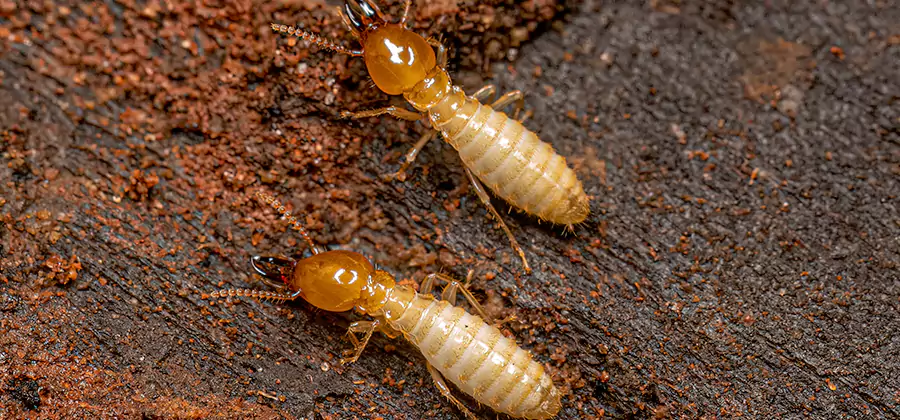 Natural Ant Hill Killer Treatment in Dallas