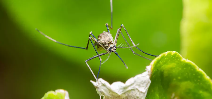 Natural Outdoor Mosquito Repellent in Dallas