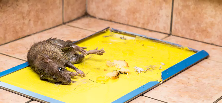 Rat Trapping Service In Dallas