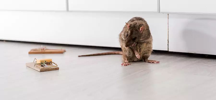 Rat Baiting Removal Service in Dallas