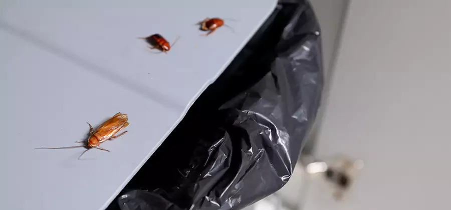 German Roach Pest Control in Dallas