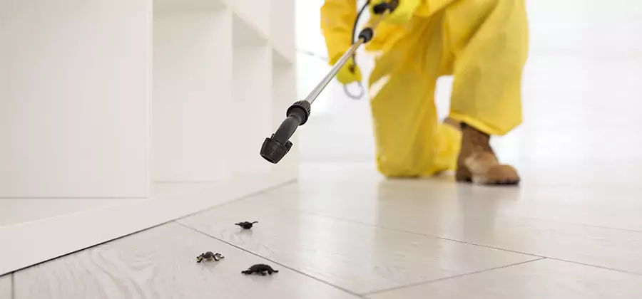 Roach and Bed Bug Exterminator in Dallas