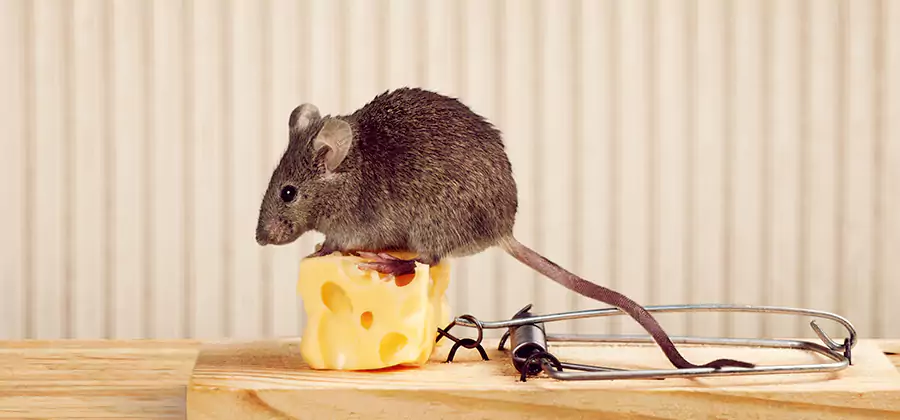 Commercial Rodent Exclusion Services in Dallas