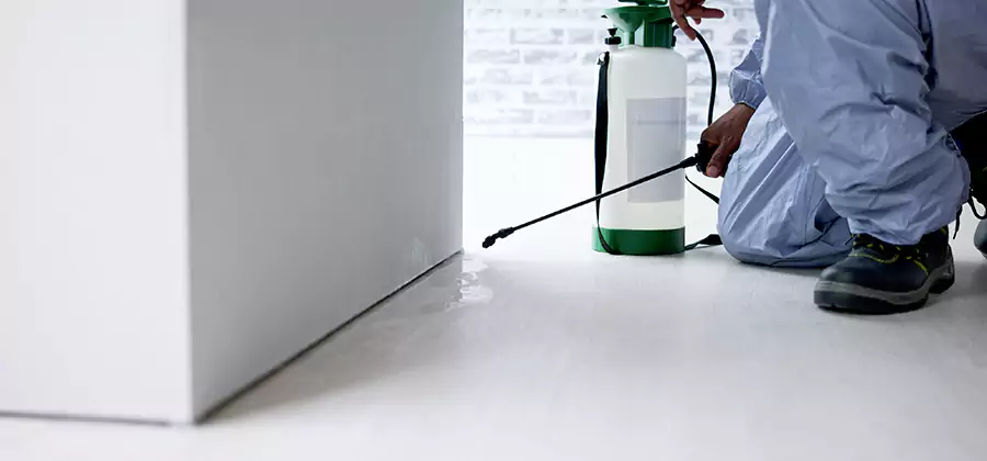 Rodent Trapping Service in Dallas
