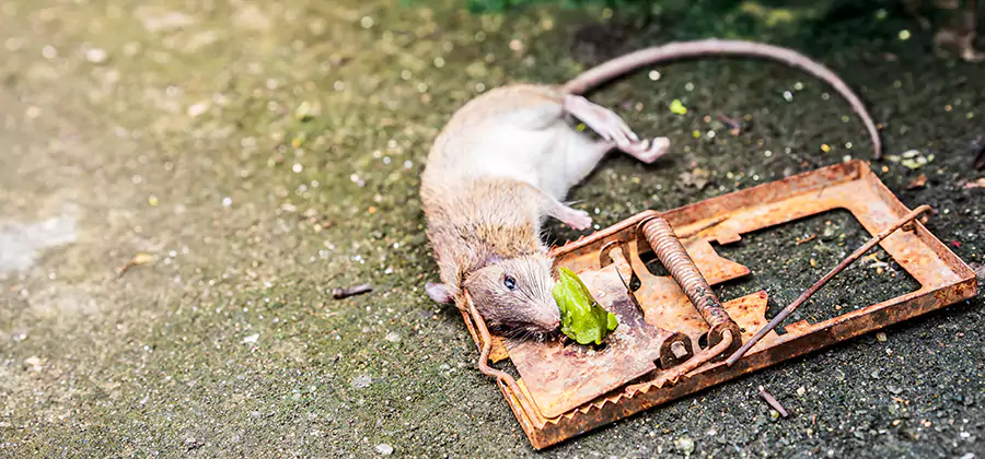 Rat Trapping in Dallas