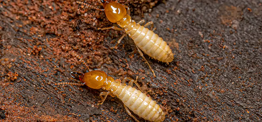 Sentricon Residential Termite Control in Dallas