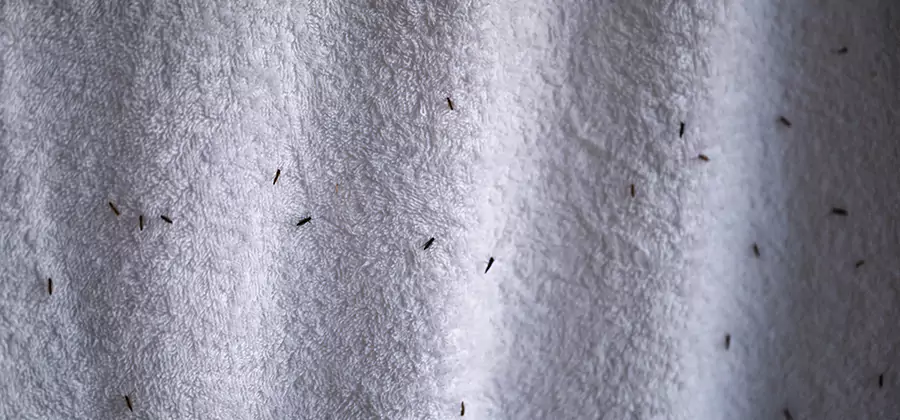 Small Black Ants in Bathroom Treatment in Dallas