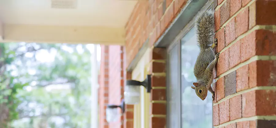 Squirrel Inside Walls Removal in Dallas