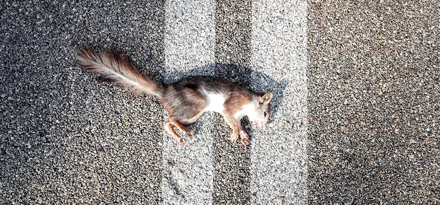 Dead Squirrel Removal in Dallas