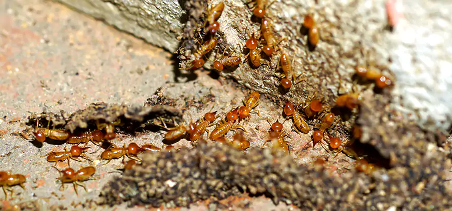 Wood Treatment and Localized Termite Solutions in Dallas