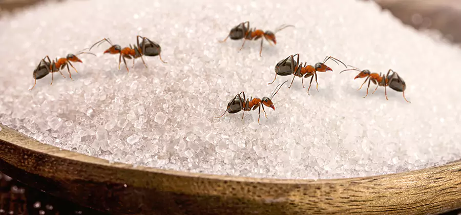 Indoor Sugar Ant Treatment in Dallas
