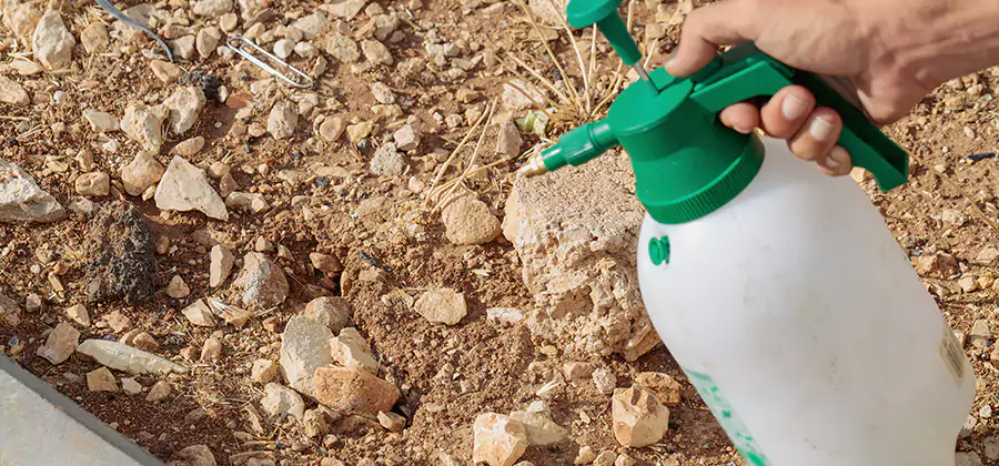 Heat Treatment Termite Cost in Dallas
