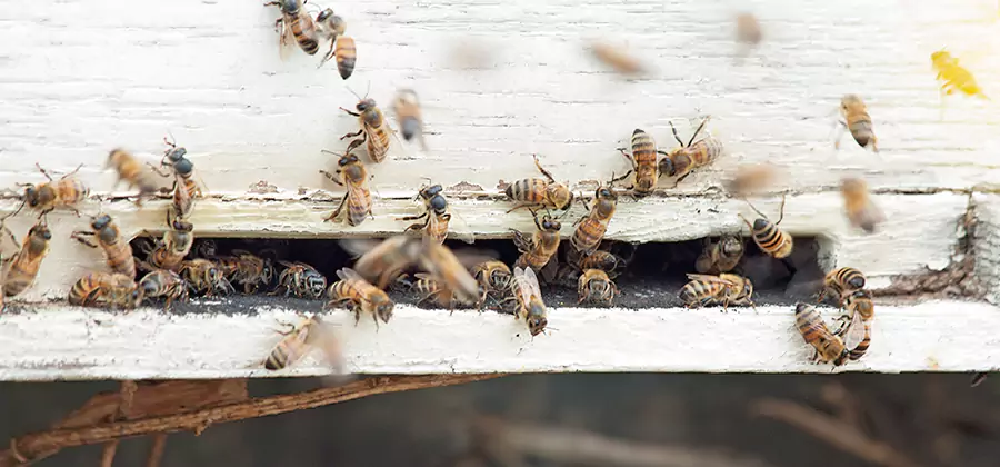 Residential Termite Fumigation in Dallas