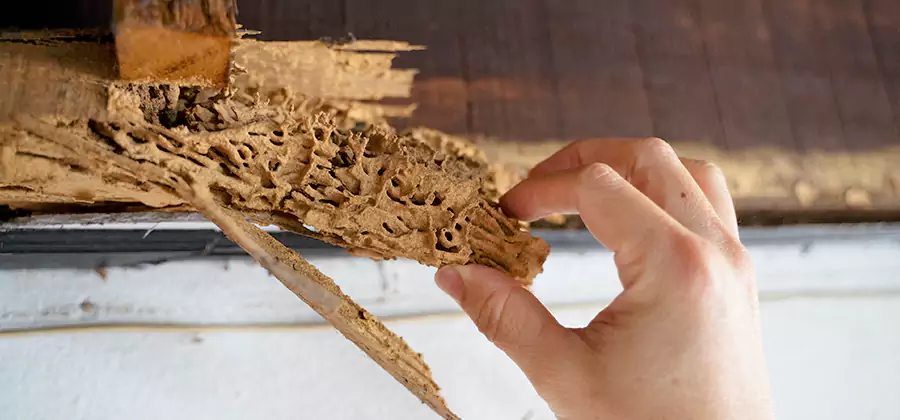 Pre-Purchase Termite Inspection in Dallas
