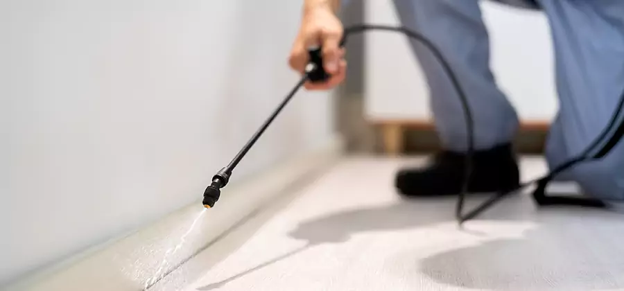 Direct Termite Injection Treatment in Dallas