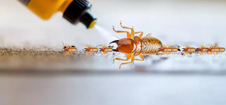 Foundation Termite Spraying Control in Dallas