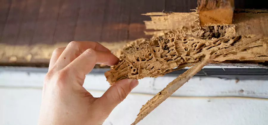 Pre-Construction Termite Treatment in Dallas