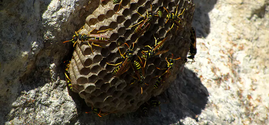 Wasp Nest in Tree Removal Dallas