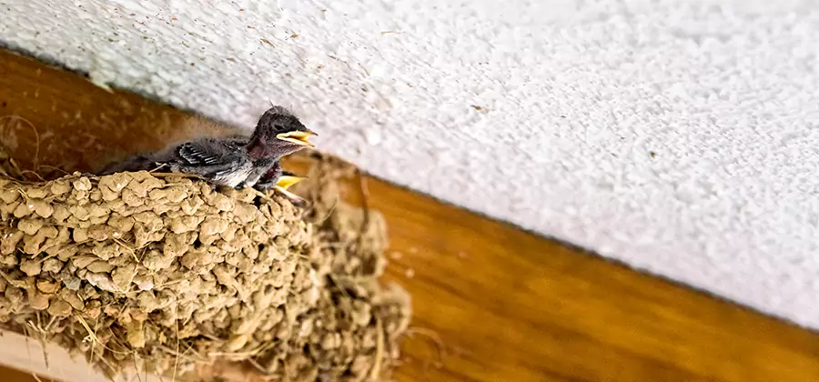 Bird Removal From House in Dallas