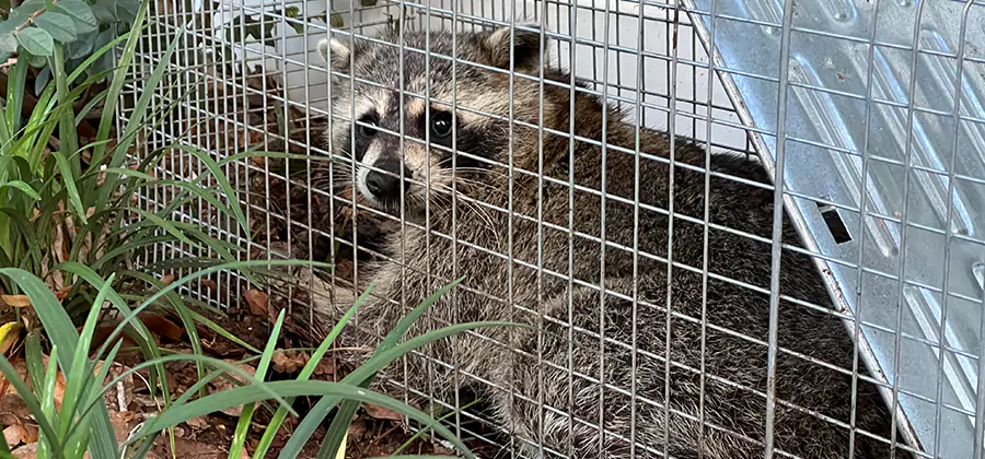 Wildlife Relocation Services in Dallas