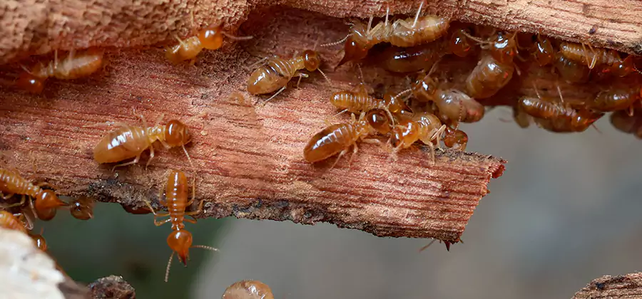 Wood Preservation Termite Treatment in Dallas