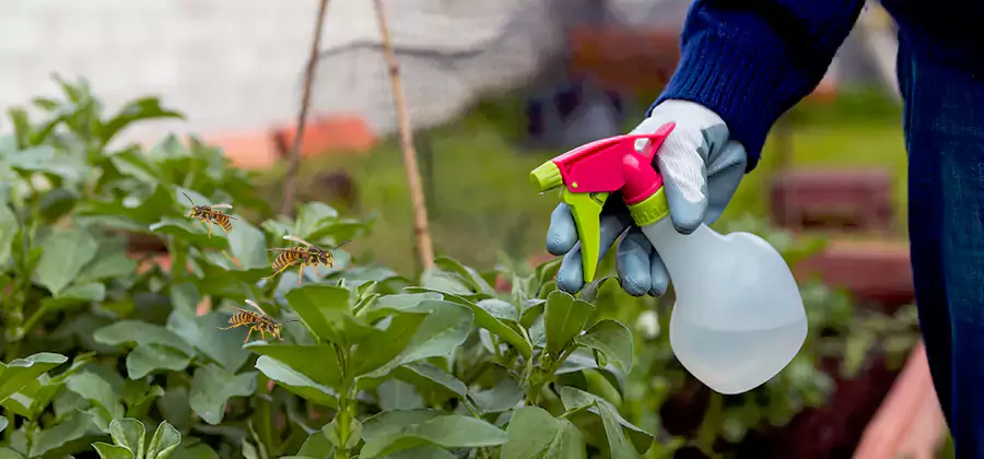 Yellow Jacket Pest Removal for Commercial Properties in Dallas