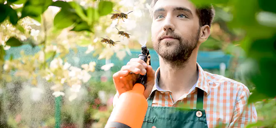 Yellow Jacket Wasp Removal in Dallas