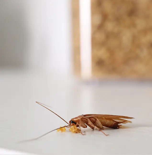 Why Rapid Pest Control Dallas Stands Out in Dallas, OR?