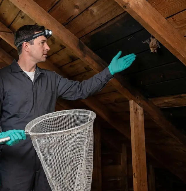 Why Rapid Pest Control Dallas Is the Right Choice in Dallas, OR?