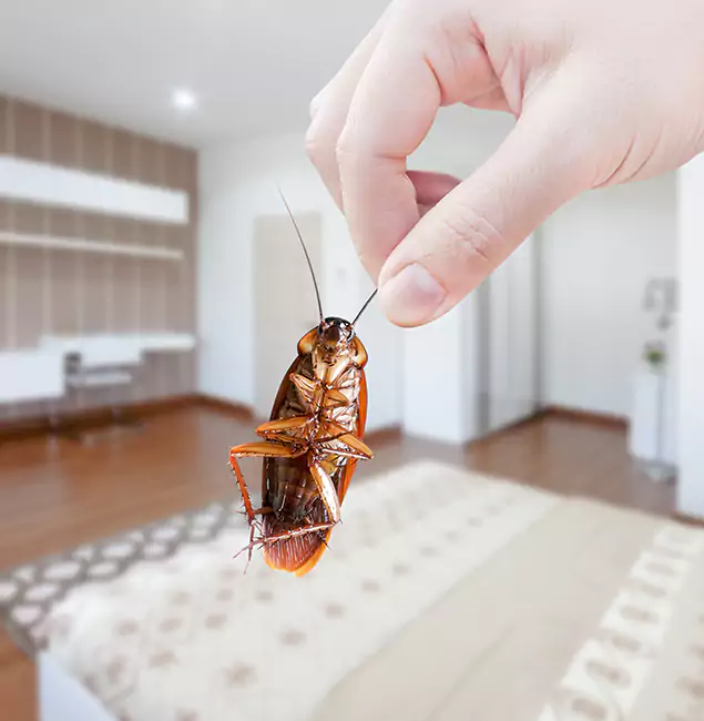 Why Rapid Pest Control Dallas Stand Out for Bed Bug Fumigation in Dallas, OR?