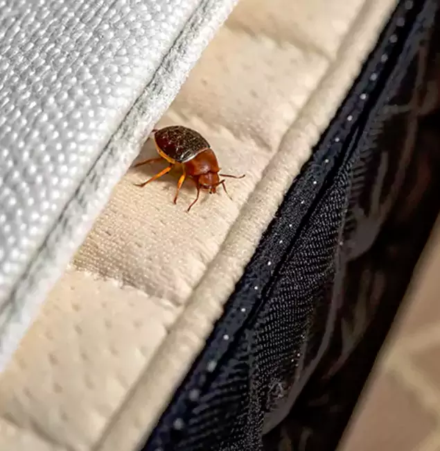 Why Choose Rapid Pest Control Dallas for Bed Bug Treatment at Home in Dallas, OR?