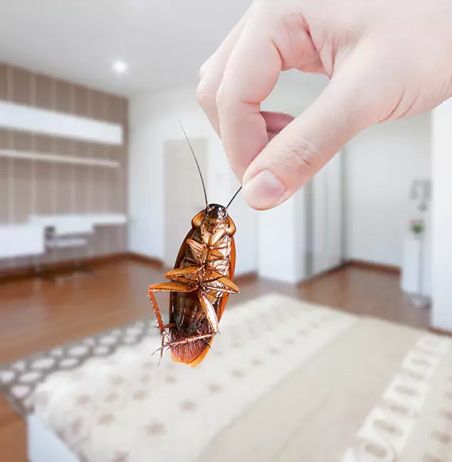 Why Rapid Pest Control Dallas Stand Out For Bed Bug Inspection in Dallas, OR?