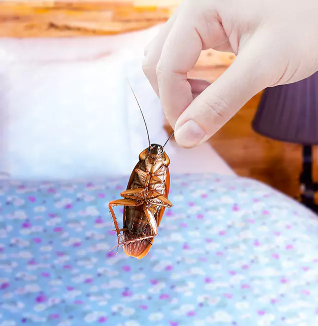 Why Choose Rapid Pest Control Dallas for Bed Bug Treatment in Dallas, OR?