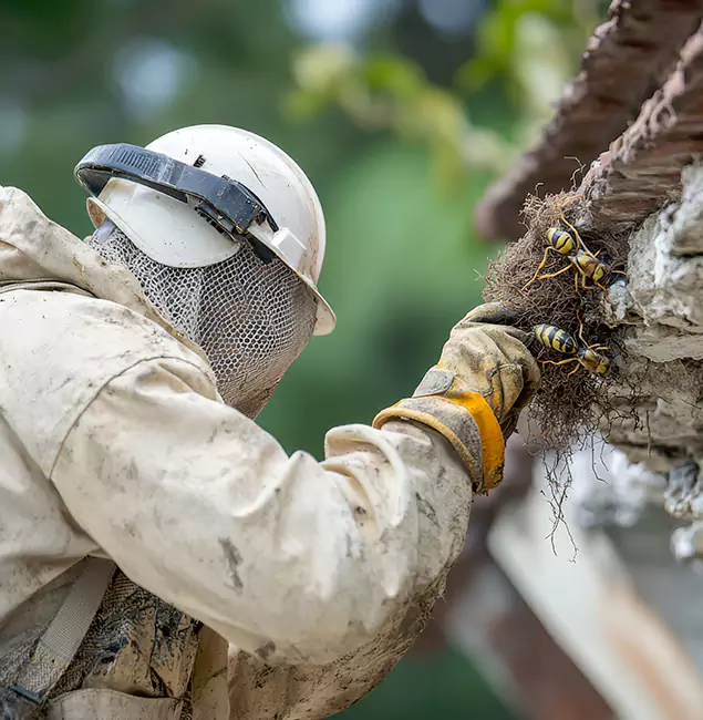 Why Dallas Property Owners Choose Rapid Pest Control Dallas for Bee Exterminator?