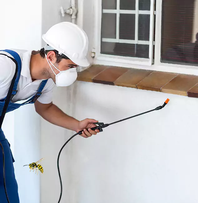 Why Dallas Property Owners Choose Rapid Pest Control Dallas for Bee Nest Removal?