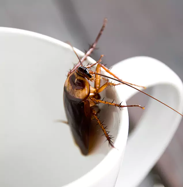 Why Dallas, OR Residents Trust Rapid Pest Control Dallas for Cockroach Fumigation?