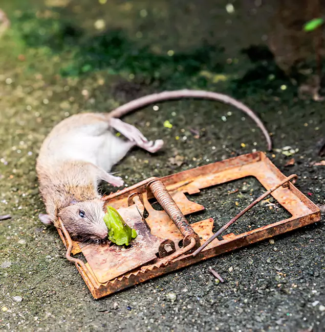 Why Dallas, OR Homeowners Trust Rapid Pest Control Dallas for Rodent Removal?