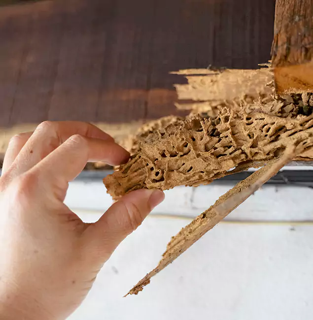 Why Choose Rapid Pest Control Dallas in Dallas, OR?