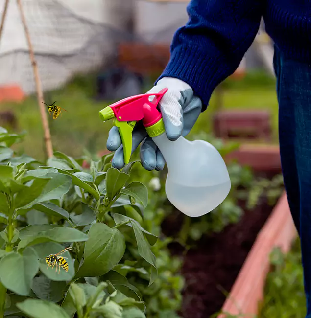 Why Dallas Homeowners Choose Rapid Pest Control Dallas for Honey Bee Removal?