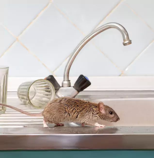 Why Dallas, OR Trusts Rapid Pest Control Dallas for Humane Rodent Control?