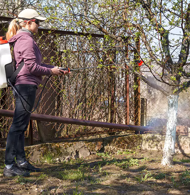 Why Dallas Homeowners Choose Rapid Pest Control Dallas for Mosquito Abatement?