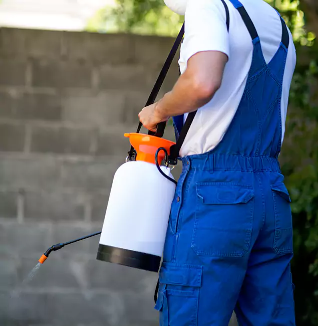 Why Dallas Homeowners Rely on Rapid Pest Control Dallas for Mosquito Control?