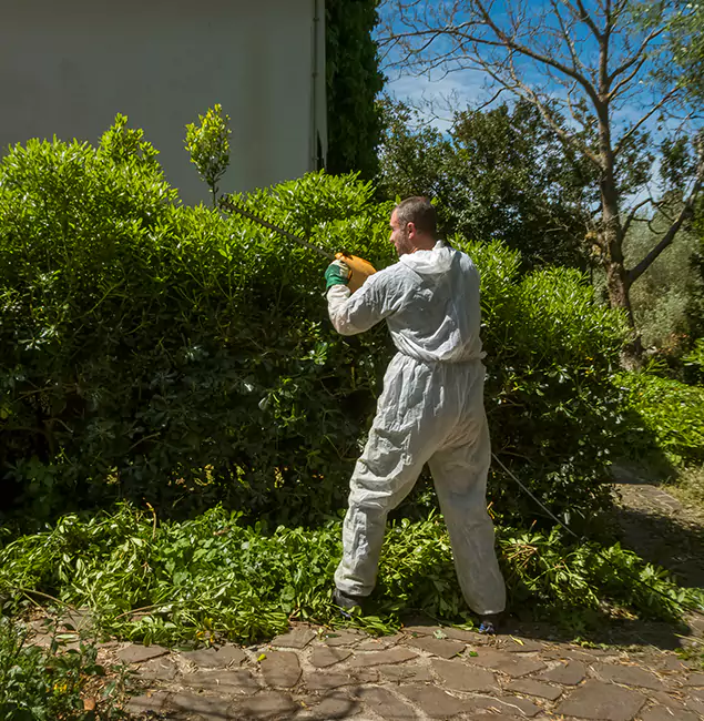 Why Rapid Pest Control Dallas Leads Mosquito Control in Dallas, OR?