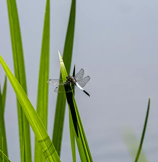 Why Dallas Families Trust Rapid Pest Control Dallas for Mosquito Prevention?