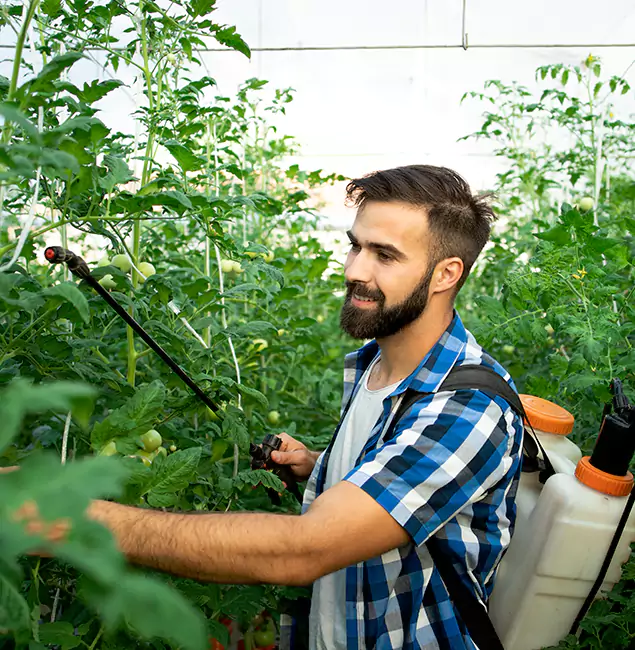 Why Dallas Homeowners Choose Rapid Pest Control Dallas for Mosquito Spraying?