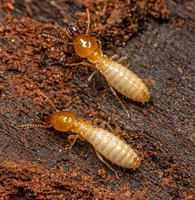 Why Choose Rapid Pest Control Dallas for Termite Treatment Without Tenting in Dallas, OR?